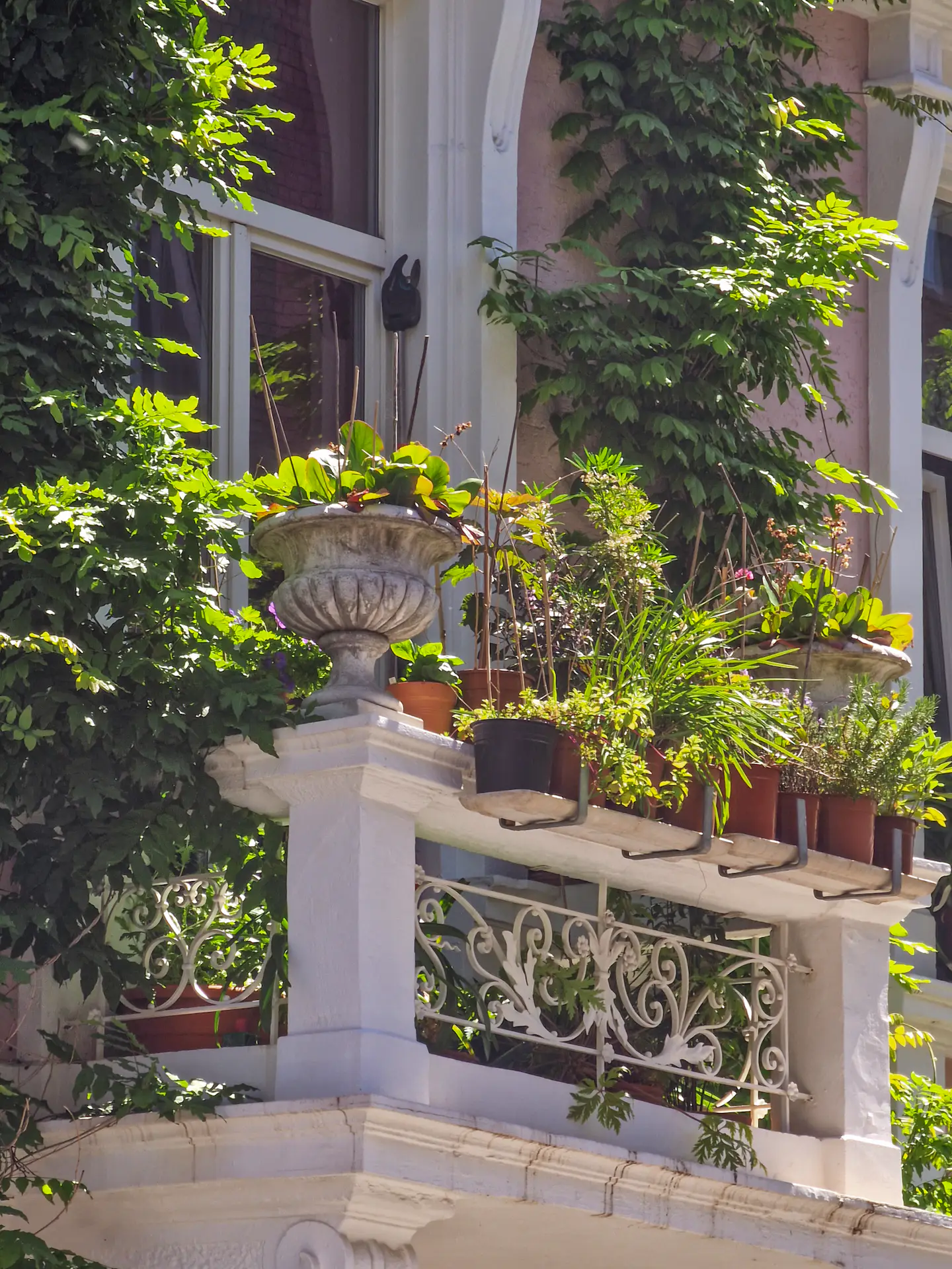 A garden with climbing plants and potted flowers