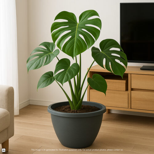 Verdant Sanctuary Planter Pot Series https://felton.com.my/product/flower-pot-2464/ Felton Malaysia