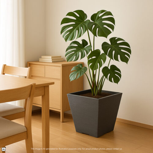 Sylvan Tranquil Planter Pot Series https://felton.com.my/product/square-flower-pot-2490-series/ Felton Malaysia